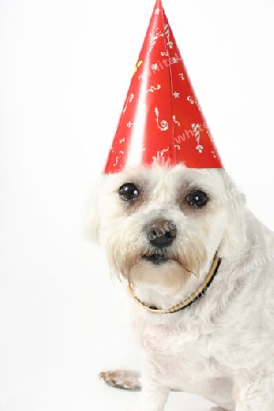 Stock Photo:  Party Pooch, humour,