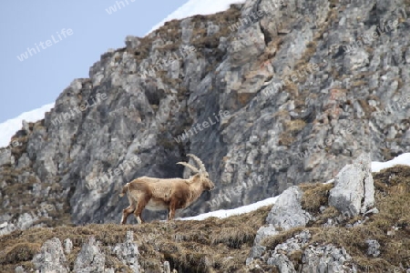 Steinbock Gel?nde