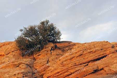 Busch waechst im Sandstein, Sonnenaufgang, Canyonlands Nationalpark, Utah, USA