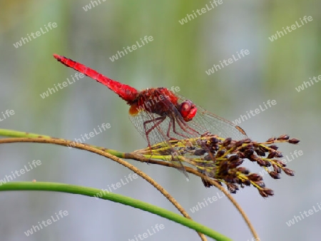 Feuerlibelle, M?nnchen, (Crocothemis erythraea)