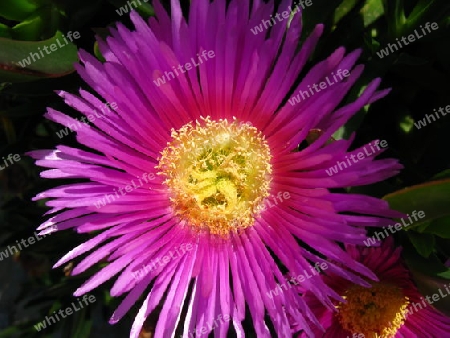 Carpobrotus, Mittagsblume