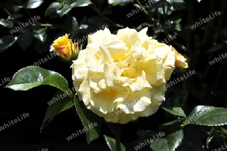 Top view of yellow and orange rose flower in a roses garden with a soft focus background.