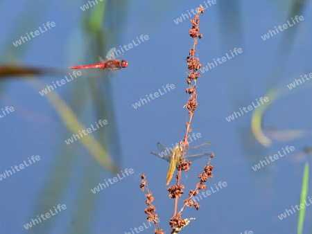 Feuerlibelle (Crocothemis erythraea)