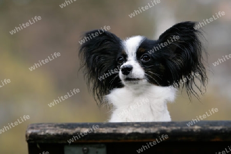 Papillonportrait