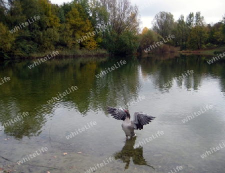 Ente am See