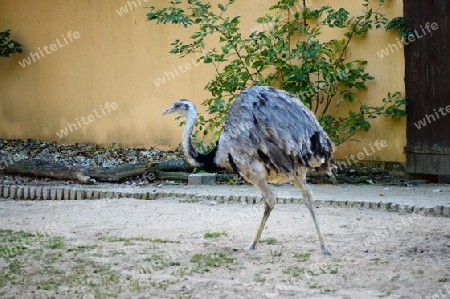 Strau? Emu