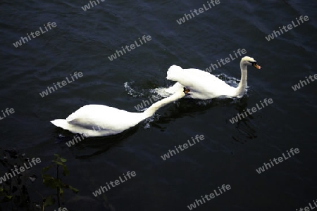 Biting Swan