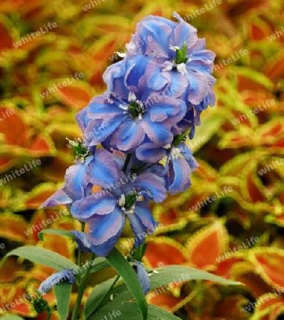 blue flowers