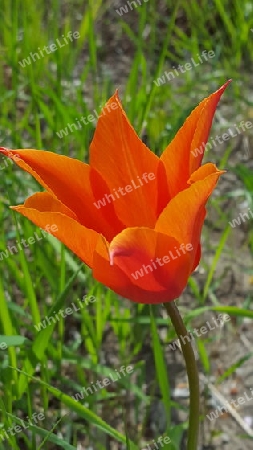 Tulpe