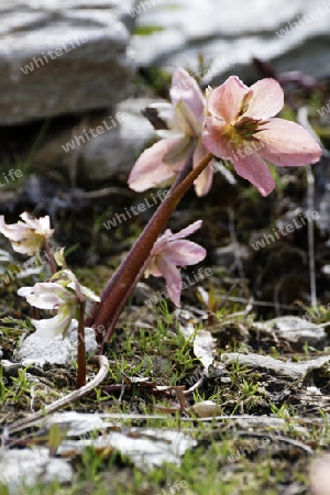 Christrose, Helleborus niger,  Nieswurz, Schneerose