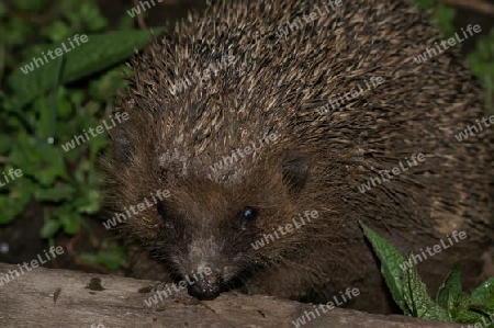 Igel