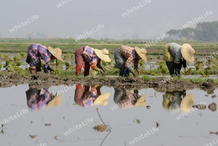 Rice farmers plant rice in a ricefield at the city of Nyaungshwe at the Inle Lake in the Shan State in the east of Myanmar in Southeastasia.