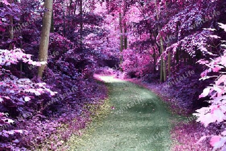 Beautiful pink and purple infrared panorama of a countryside landscape with a blue sky.