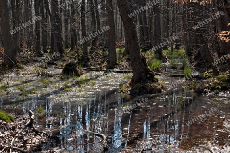 Dar?wald im Nationalpark Vorpommersche Boddenlandschaft, Deutschland