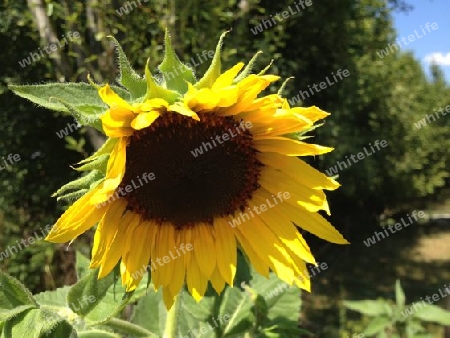 Sonnenblume