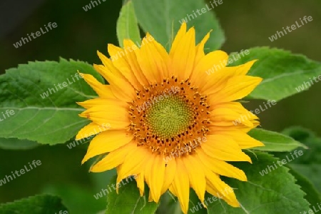 Sonnenblume