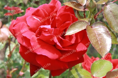 Rote Rose