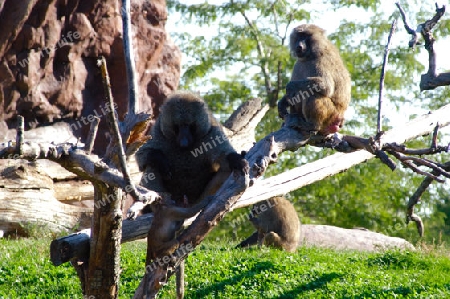 Baboon With Baby