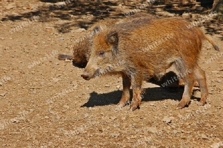 Wildschweine