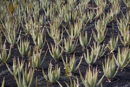 a Aloe Vera cactus Plantation the Island of Lanzarote on the Canary Islands of Spain in the Atlantic Ocean. on the Island of Lanzarote on the Canary Islands of Spain in the Atlantic Ocean.
