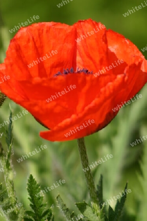 Roter Mohn macht an