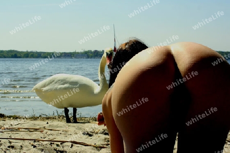 frau f?ttert schwan am fkk strand