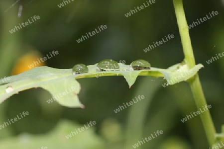 Wassertropfen