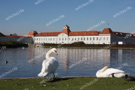 Schw?ne vor Schlo? Nymphenburg