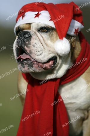 Weihnachtsbullie