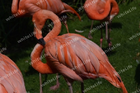 Flamingo