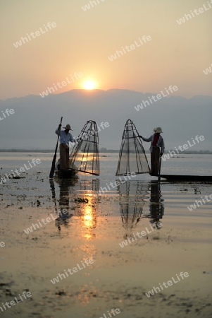 Fishermen at sunrise in the Landscape on the Inle Lake in the Shan State in the east of Myanmar in Southeastasia.