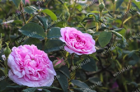 Top view of yellow and orange rose flower in a roses garden with a soft focus background.