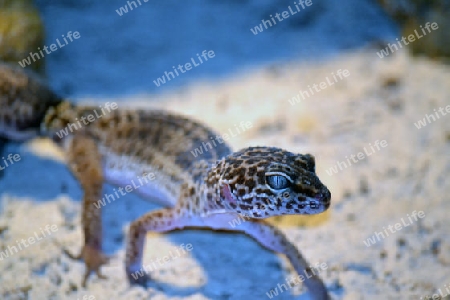 Leopardgecko