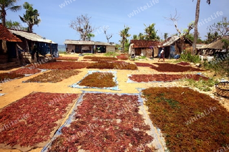 Die Ernte in der Seegrass Plantage auf der Insel Nusa Lembongan der Nachbarinsel von Bali, Indonesien.