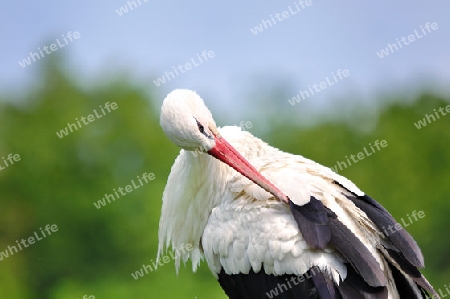 Storch