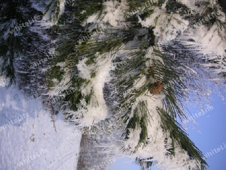 Eiskristalle treffen Latschen