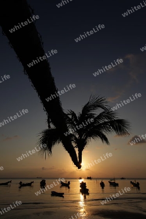 Der Strand  von Hat Sai Ri auf der Insel Ko Tao im Golf von Thailand im Suedwesten von Thailand in Suedostasien. 