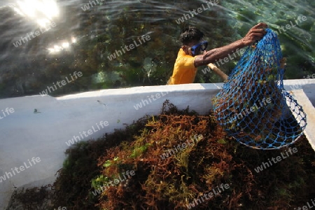 Die Ernte in der Seegrass Plantage auf der Insel Nusa Lembongan der Nachbarinsel von Bali, Indonesien.