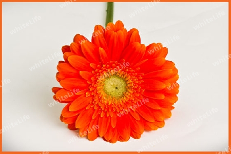 Gerbera Freigestellt