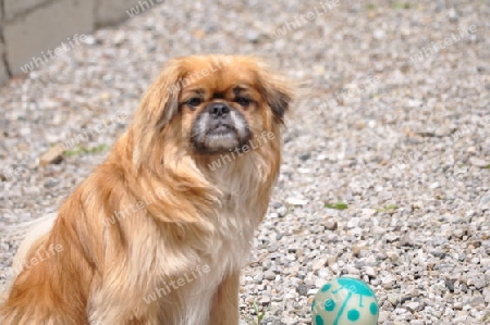 Thibetspaniel (Langhaar mit Ball )