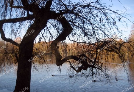 Enten am See