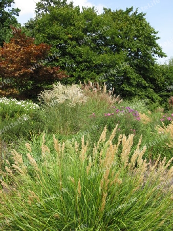 Ziergraeser in Planten un Blomen