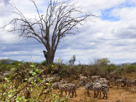 Zebras