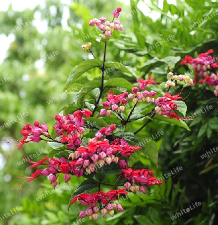 Herzblut- Clerodendron spesiosus