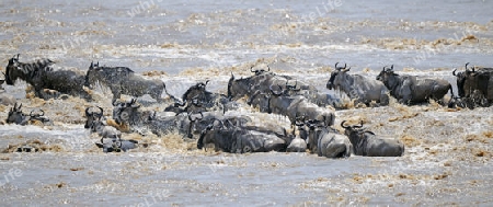 Gnu, Streifengnu, Weissbartgnu (Connochaetes taurinus), Gnumigration, great Migration,  Gnus beim durchqueren des Mara River, Masai Mara, Kenia