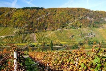 Weinberge an der Mosel