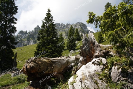 Alter Baum auf dem Wendelstein