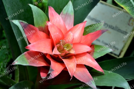 guzmania lingulata