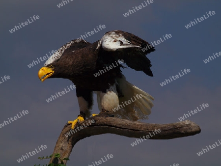 Riesenseeadler in Starthaltung