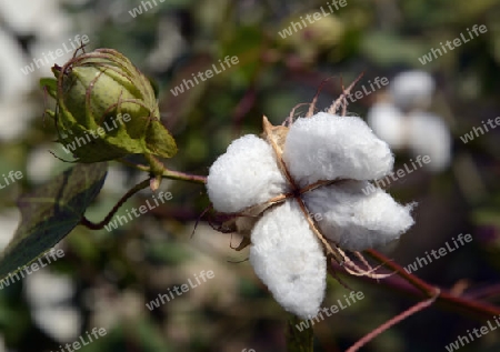 Die Landwirtschaft mit baumwolle im Winter bei Amnat Charoen im Isan im osten von Thailand,